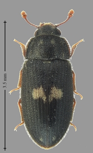 Biphyllidae new ou peu communes